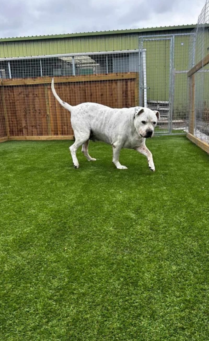 A white dog trotting across the astroturf exercise area beside the green kennel building at Early Paws