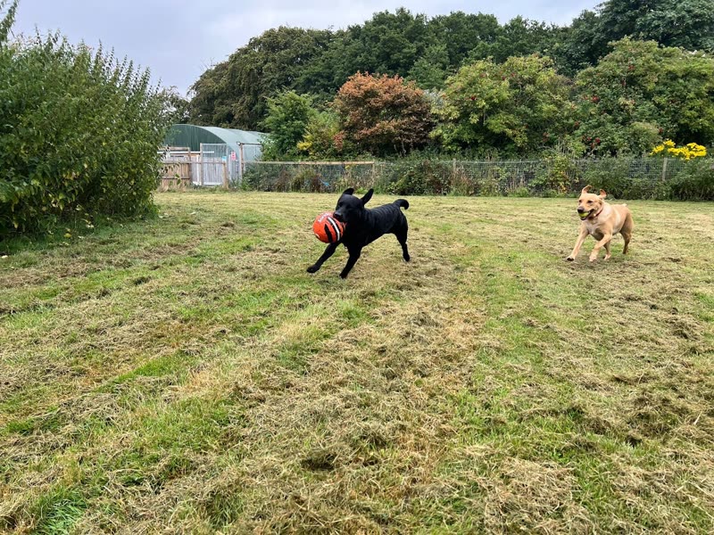 Two dogs running across the big grass field, one carrying a red toy, with trees and a barn behind