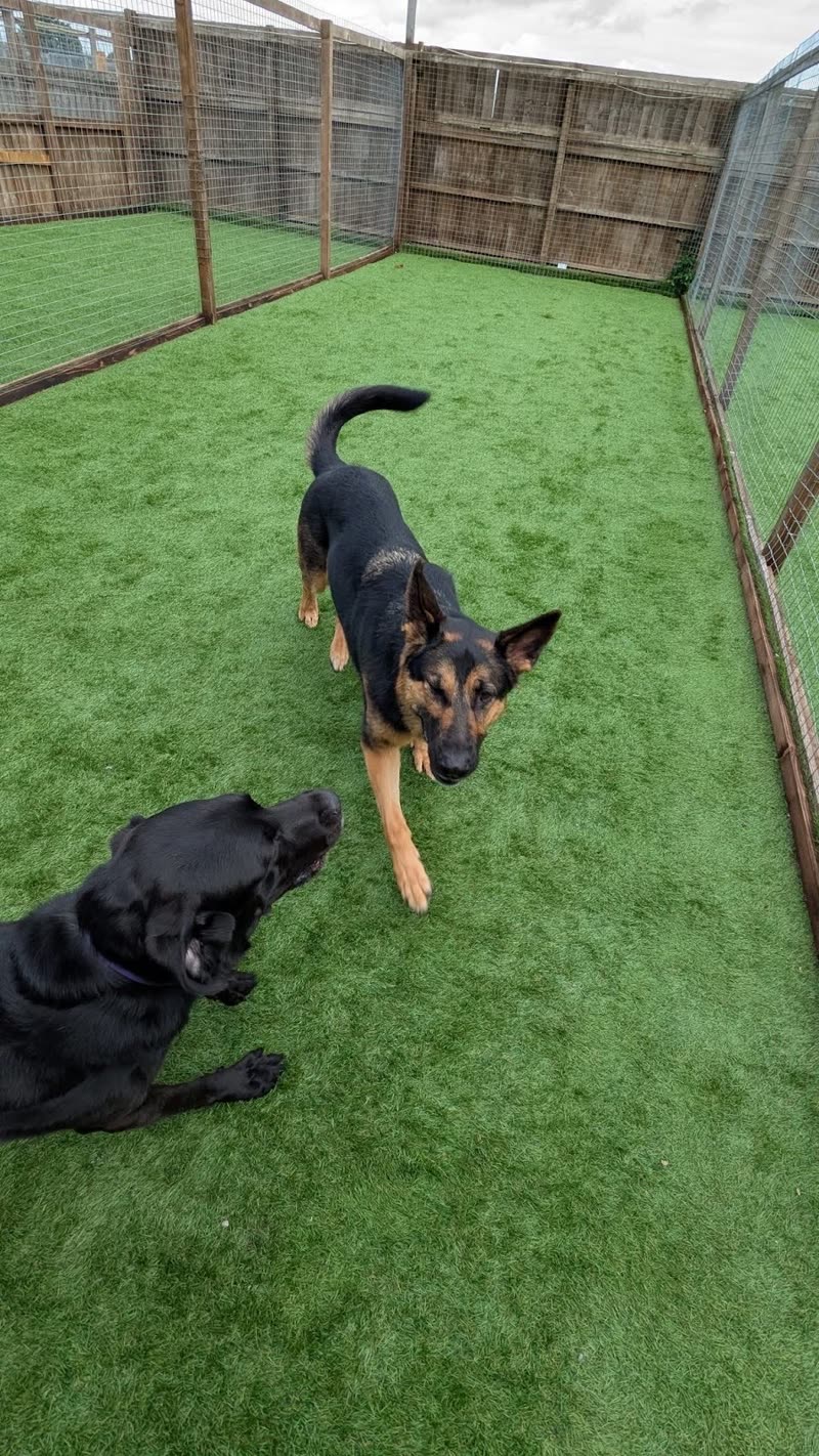 Two dogs playing together on the artificial grass of the secure paddock
