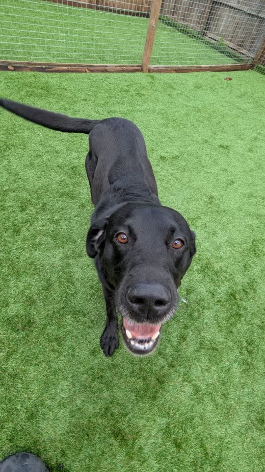 A black Labrador-type dog looking up at the camera on artificial grass inside a fenced run