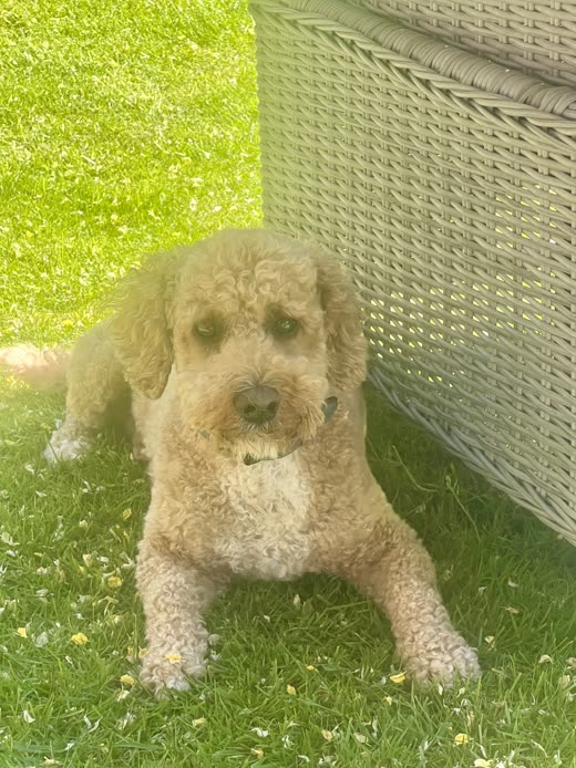 A cream cockapoo sitting on grass in front of a woven fence panel
