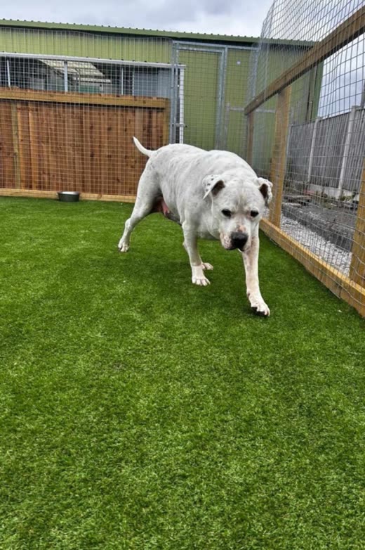 A white dog walking towards the camera on the astroturf run with the kennel block behind
